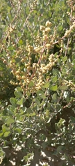 Atriplex vestita