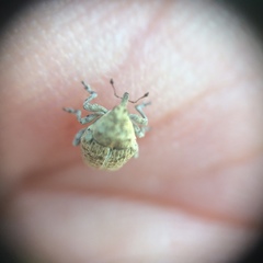 Acanthoscelidius acephalus