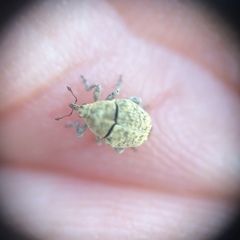 Acanthoscelidius acephalus