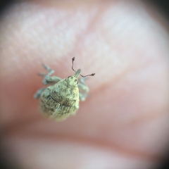 Acanthoscelidius acephalus