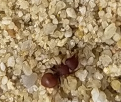 Meranoplus