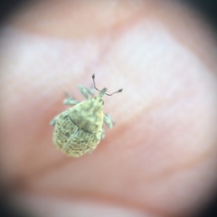 Acanthoscelidius acephalus