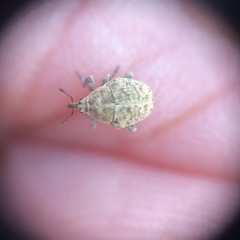 Acanthoscelidius acephalus