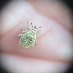 Acanthoscelidius acephalus