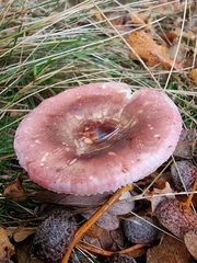 Russula fragilis
