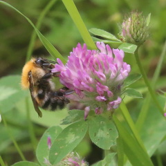 Bombus schrencki