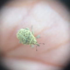 Acanthoscelidius acephalus