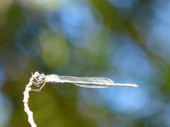 Austrolestes leda