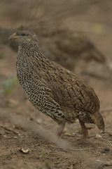 Pternistis natalensis