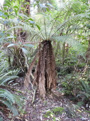 Dicksonia fibrosa