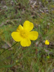 Ranunculus lappaceus