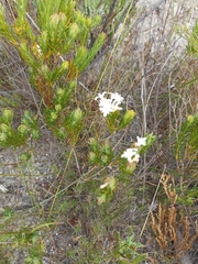 Gnidia pinifolia
