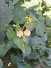 Aneilema aequinoctiale