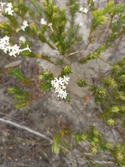 Gnidia pinifolia