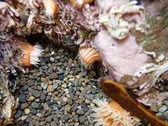 Anthothoe albocincta
