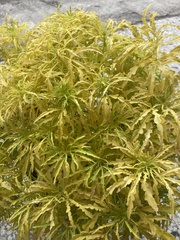 Melicope denhamii