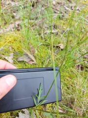 Ranunculus lappaceus