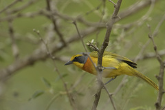 Telophorus sulfureopectus