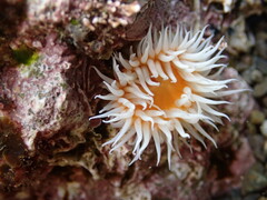 Anthothoe albocincta