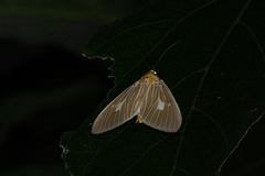 Asota plaginota