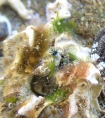 Spirobranchus cariniferus