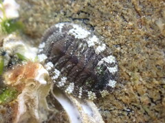 Sypharochiton pelliserpentis