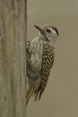 Chloropicus fuscescens