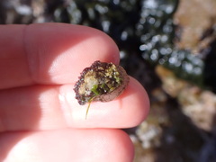Siphonaria australis