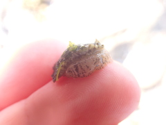 Siphonaria australis