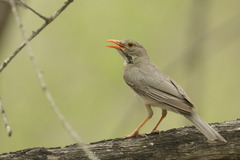 Turdus libonyana peripheris