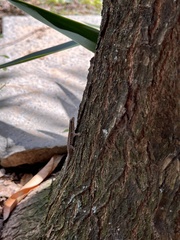 Lygodactylus capensis