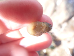 Siphonaria australis