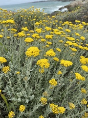 Helichrysum dasyanthum