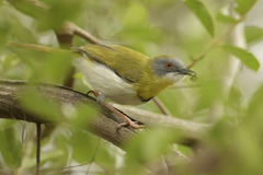 Apalis flavida neglecta