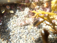 Bellapiscis lesleyae