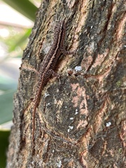 Lygodactylus capensis