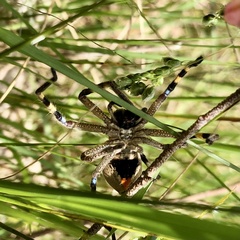 Neosparassus calligaster