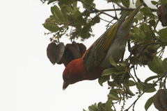 Anaplectes rubriceps