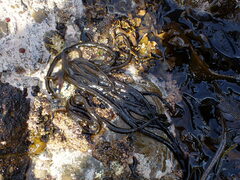 Myriogloea intestinalis