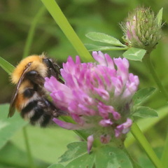 Bombus schrencki