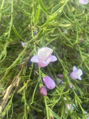 Eremophila polyclada