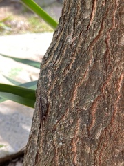 Lygodactylus capensis