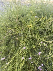 Eremophila polyclada