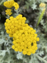 Helichrysum dasyanthum