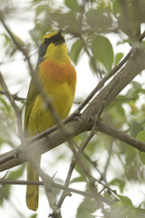 Telophorus sulfureopectus