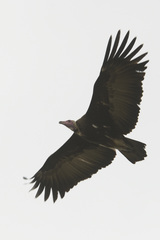 Necrosyrtes monachus