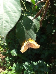 Eurytela dryope angulata