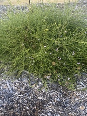 Eremophila polyclada