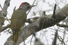 Campethera abingoni suahelica