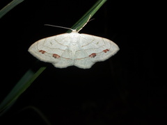 Scopula sanguinisecta